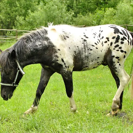 Stajnia Alado
